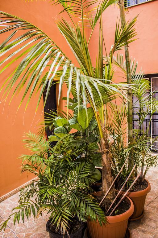 Apartments San Marcos إيكود ذي لوس فينوس المظهر الخارجي الصورة